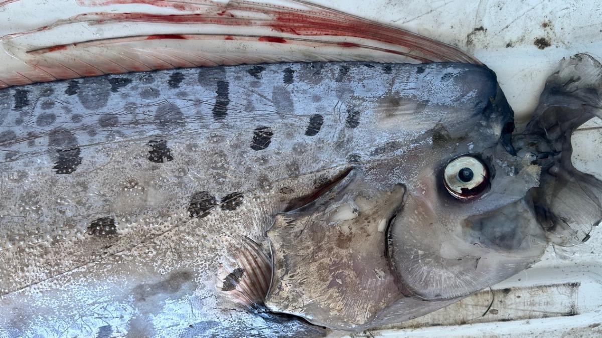 LA地震前2天異象!加州海邊發現「末日預兆」巨大怪魚
