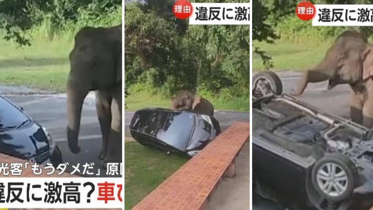 有片/大象前來取締違停!愛車砰一聲「烏龜翻」 車主痛喊:完蛋了
