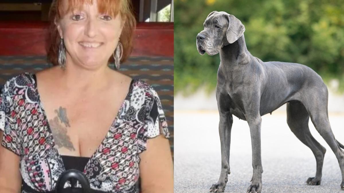 鄰居放養25隻大丹犬!美婦散步遭活活咬死 屍體佈滿咬痕