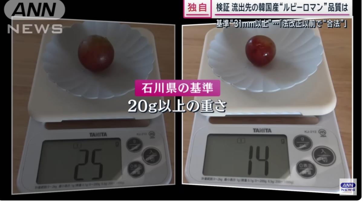 日本記者實測後,發現南韓的浪漫紅寶石單顆重量未達20公克基準。(圖/翻攝自ANNnewsCH YT頻道)