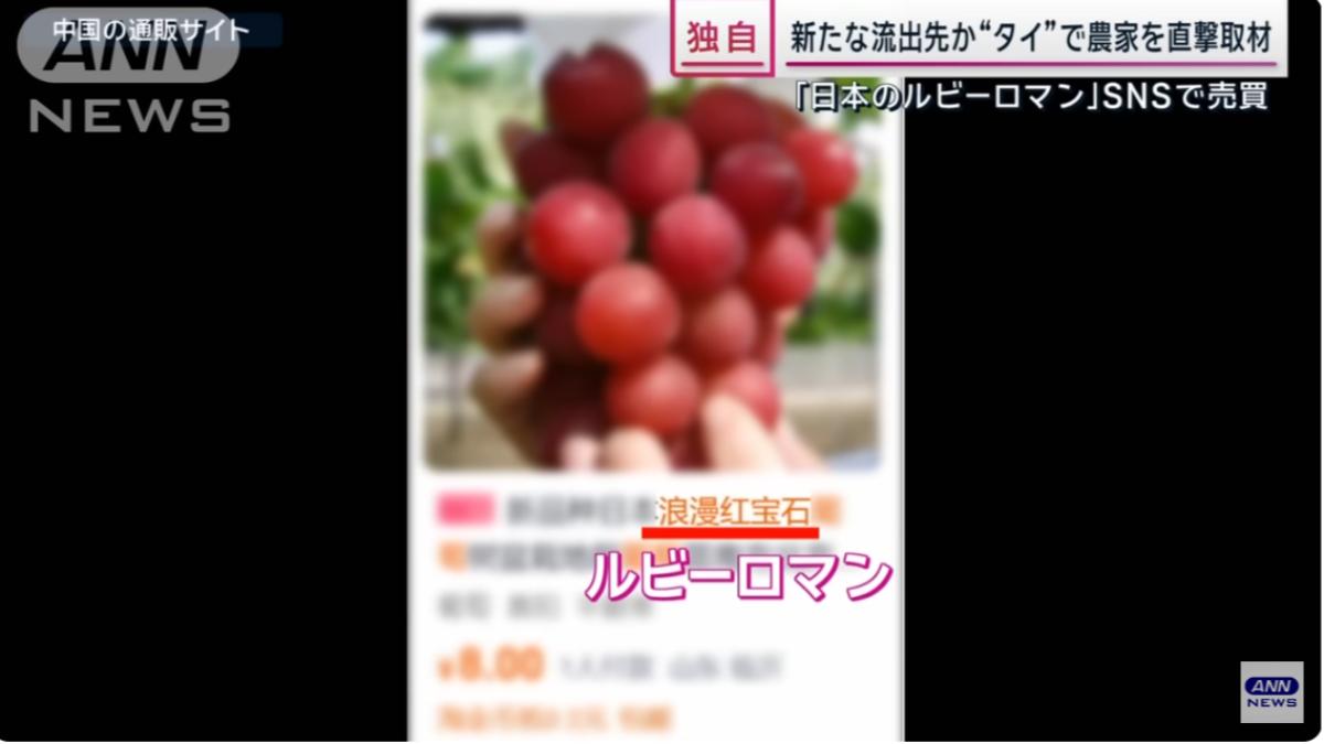 浪漫紅寶石還疑似外流到中國。(圖/翻攝自ANNnewsCH YT頻道)