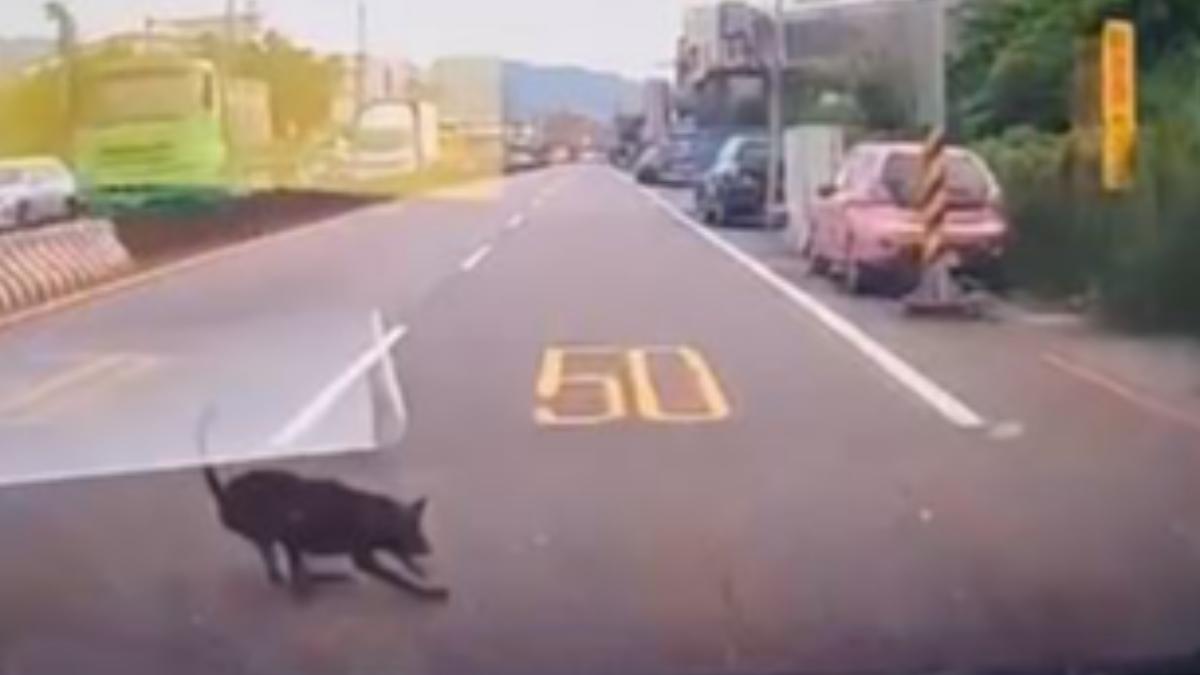 趕上班路途撞死黑狗還冷血肇逃　駕駛下場慘了