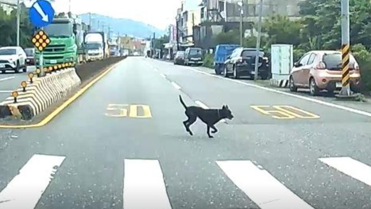 小黑狗穿越馬路時遭汽車撞上，過程全被行車紀錄器拍下。（圖／翻攝新北市動保處官網）