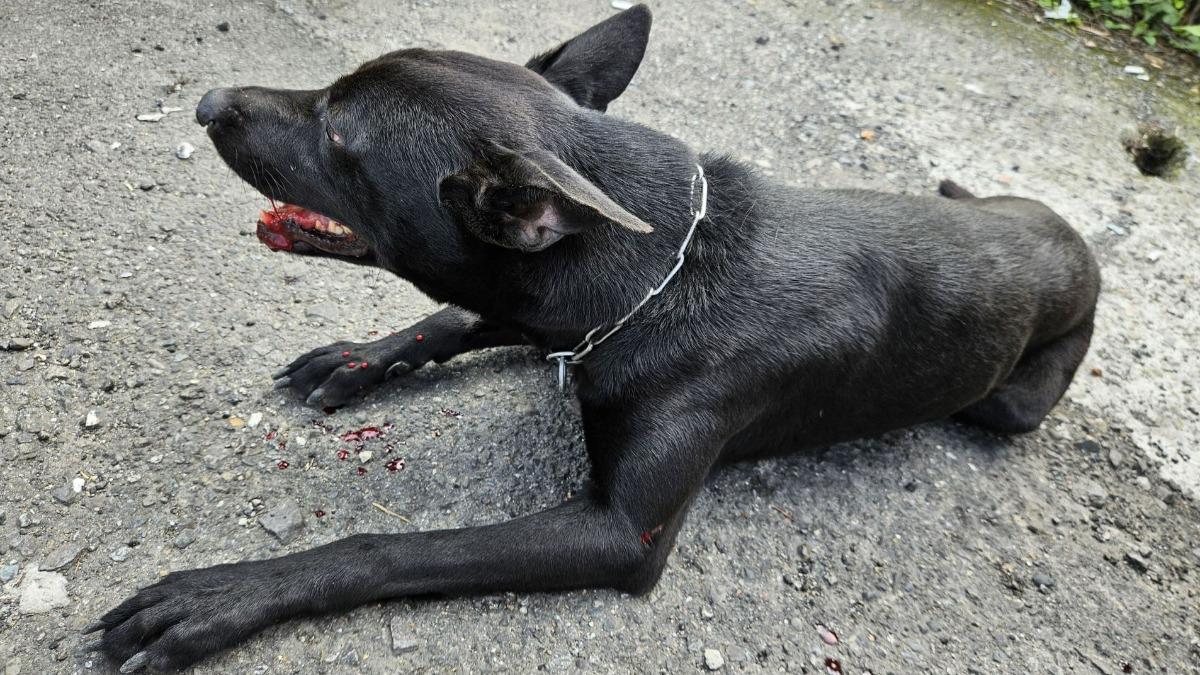 遭撞的黑狗被民眾帶到路邊，後來仍傷重死亡。（圖／翻攝新北市動保處官網）