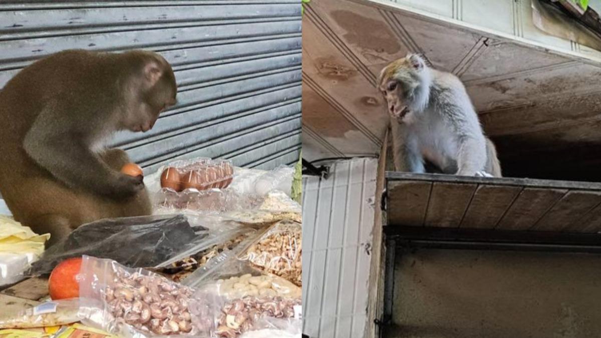 內湖又見野生猴!3隻「體型肥大」狂嗑水果 動保處:已放捕誘籠
