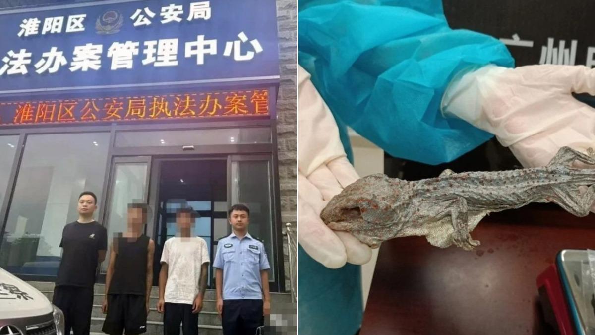抓壁虎犯法？陸男「半夜偷抓44隻」被逮　警曝真相：1隻都不行