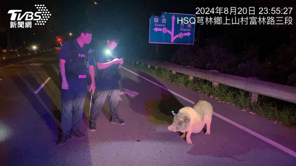 麝香豬遊蕩!聽懂人話「配合警方指示」 乖坐路邊等動保處