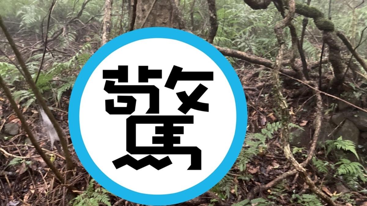 「仙氣怪鳥」現蹤陽明山!陽管處立即誘捕:疑雜交寵物鳥