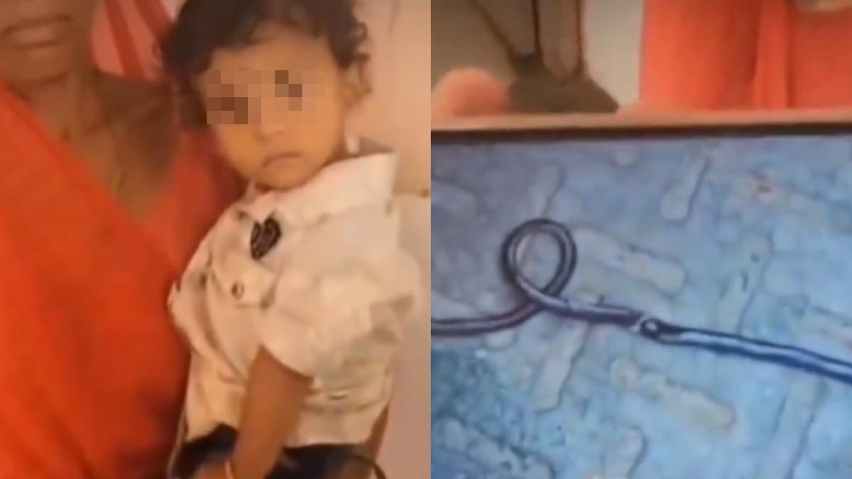 以為是玩具!印度1歲嬰「活蛇塞嘴」 咬死斷兩截媽媽嚇瘋