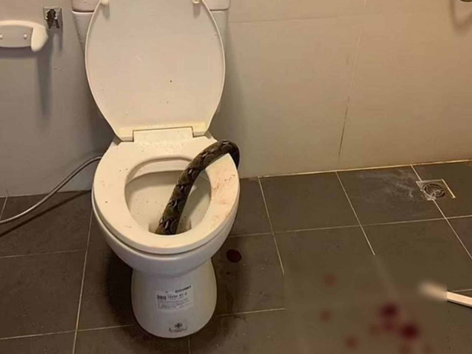 馬桶藏3.6公尺蟒蛇 泰男上廁所突遭「大蛇咬爆小蛇」!生殖器濺血