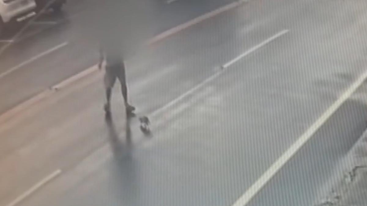 當心狂犬病!墾丁船帆石鼬獾出沒 見人就咬
