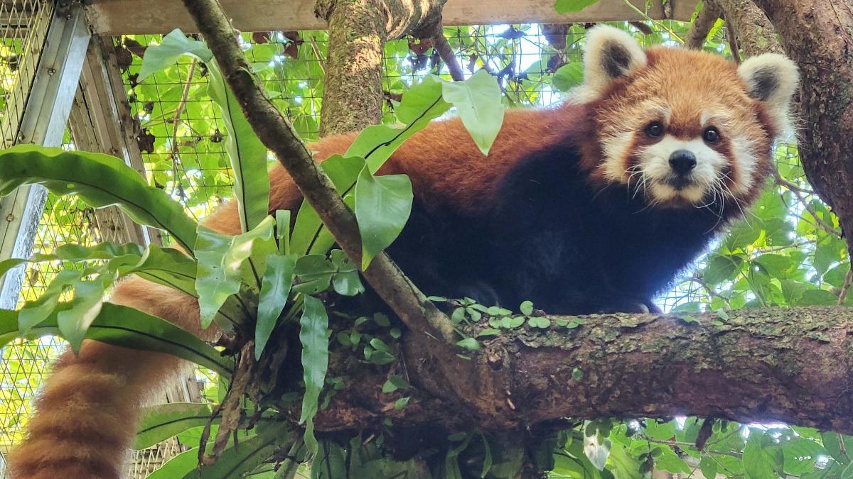 感謝陪伴!木柵動物園辦普渡 「慰靈祭」悼過去一年逝世動物們