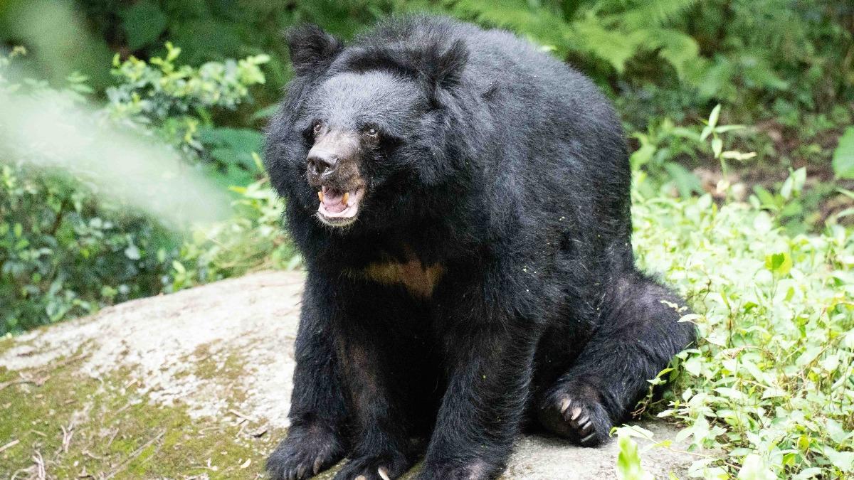 亞洲黑熊「小熊」今年2/27逝世,是動物園有紀錄以來年紀最大黑熊。(圖/動物園提供)