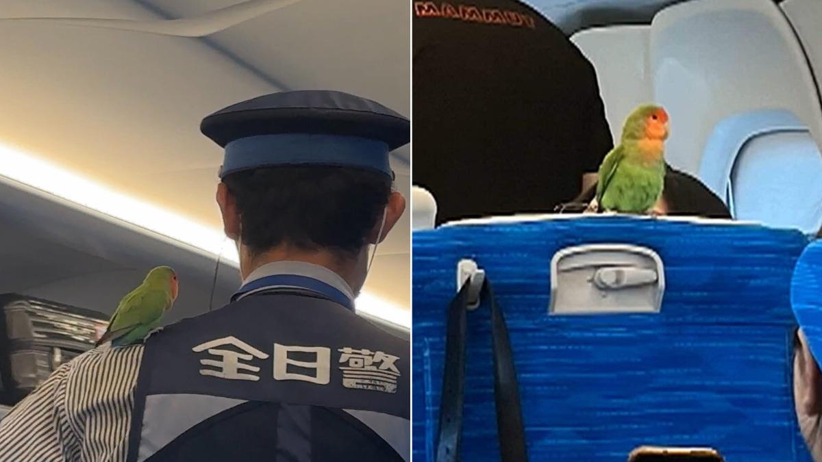 小鸚鵡翹家!躲乘客肩膀「搭新幹線霸王車」 京都流浪到東京爆紅