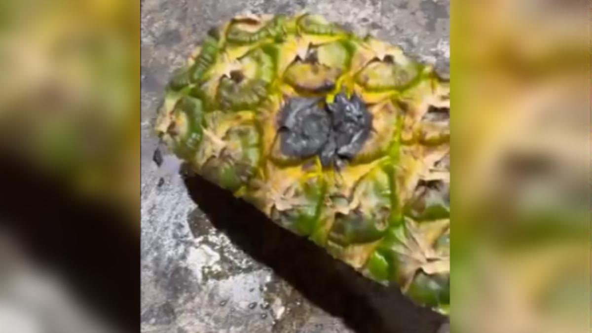 鳳梨皮只留下黑色圓形,沒有被穿透。(圖/翻攝自X @osakasenshoku)