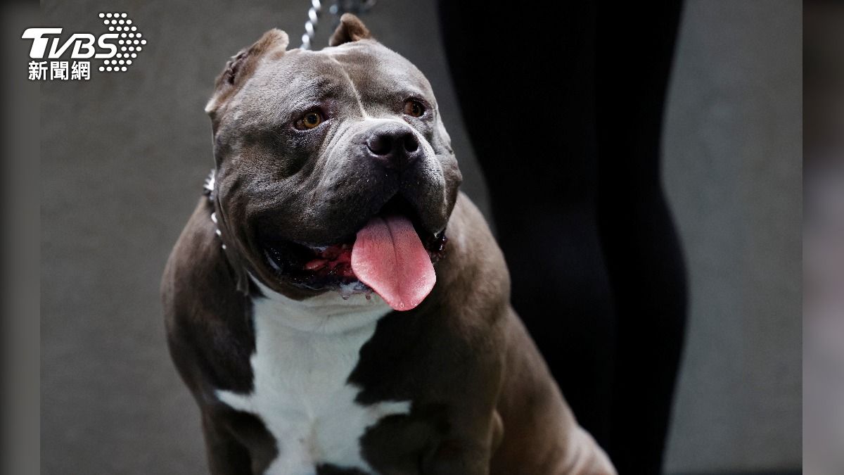 禁養也沒用!又有惡霸犬惹禍 英男在家遇襲死亡、兩隻兇手逃亡中