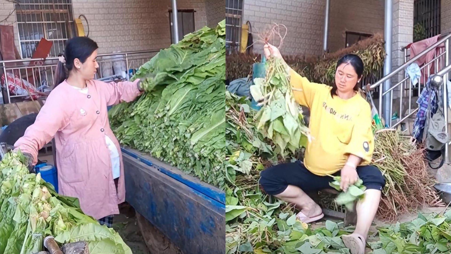 張美琴挺著大肚做農活。（圖／翻攝自網易新聞）