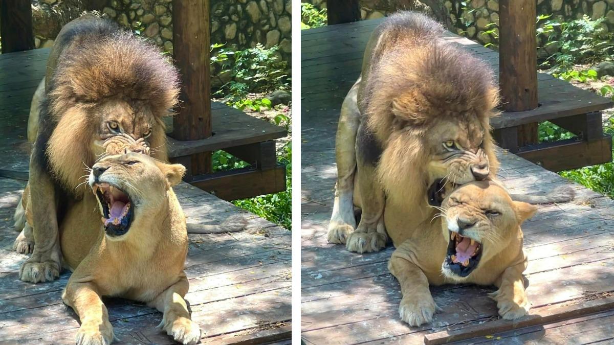 一天40回!壽山動物園獅子發情 園方預告「精彩野戰」