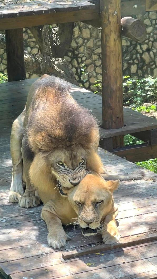 公獅得反覆交配，才可能繁殖後代。（圖／翻攝自壽山動物園臉書）