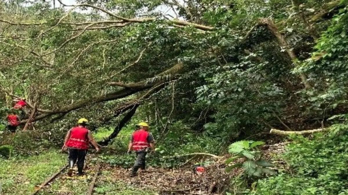 阿里山鐵路修好了!林鐵本線月底將復駛 搶票資訊一次看