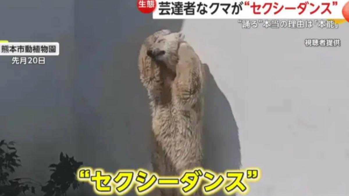 有片/日動物園北極熊扭腰擺臀爆紅 網讚:熊界瑪麗蓮夢露