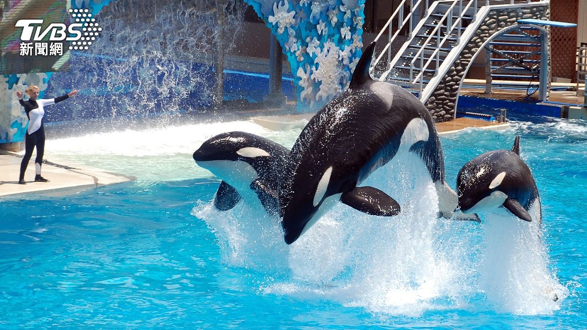 鯨豚秀走入歷史!海陸保育動物「不得表演」 2業者將輔導調整