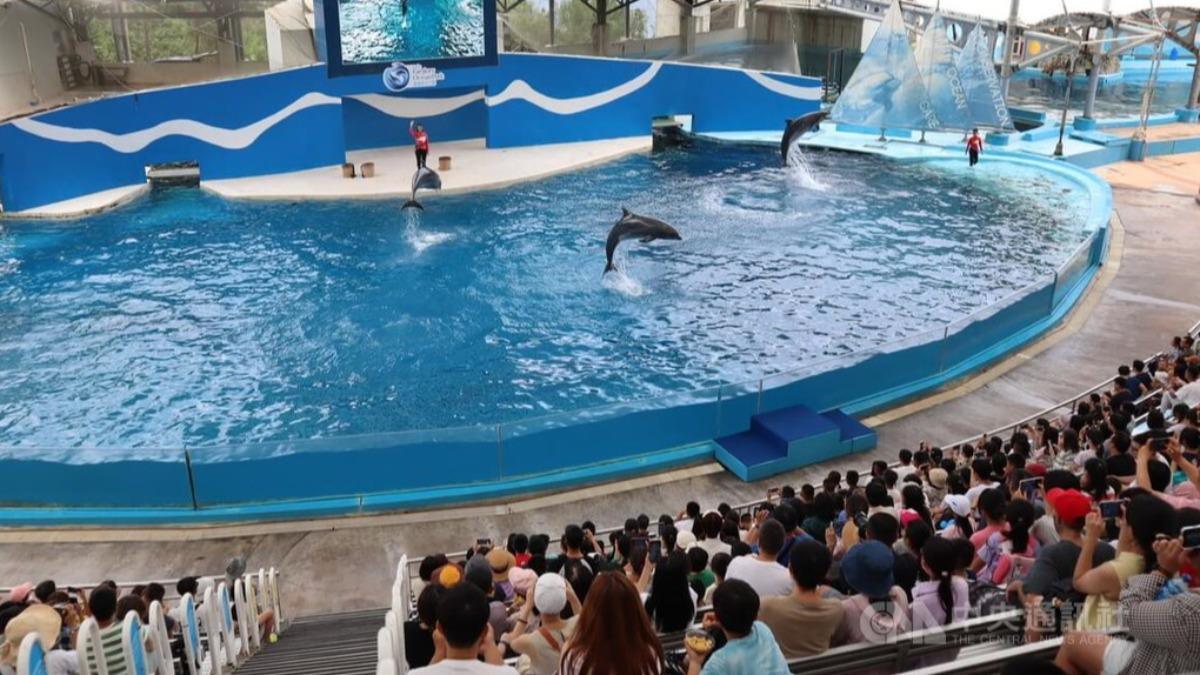 海洋劇場「海豚秀」將走入歷史!1年後落幕 轉型救援教育基地