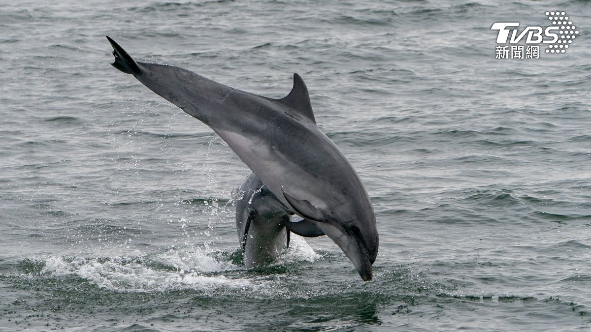 屏東船長獵殺43隻海豚當鯊魚餌 「海水染血水」判2年2月