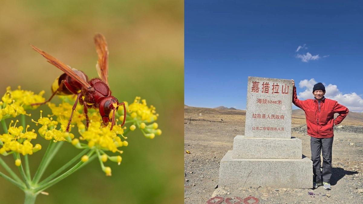 虎頭蜂剋星！台灣登山王力推「家中這1罐」山友必備　一噴秒殺群蜂