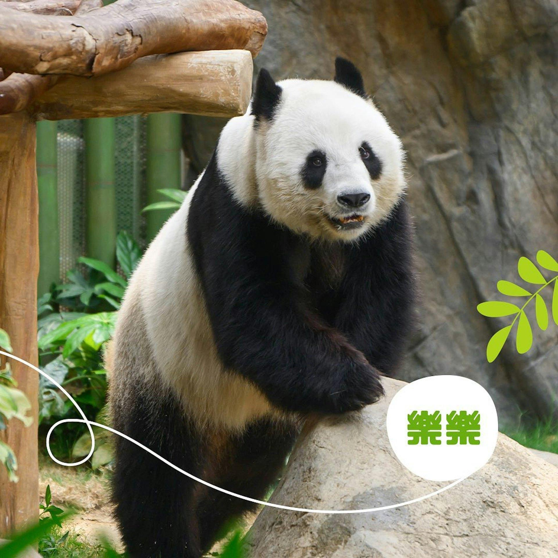 大熊貓樂樂。（圖／海洋公園提供）