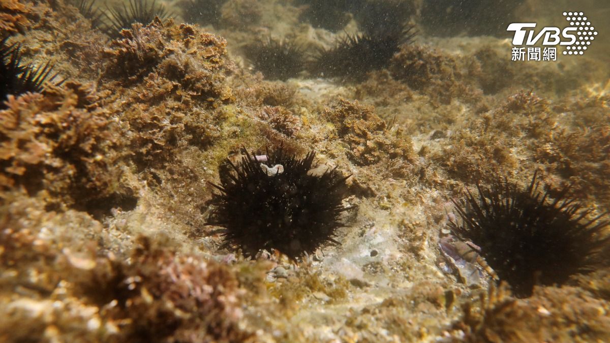 海水升溫影響!北海道馬糞海膽撈捕量剩一成