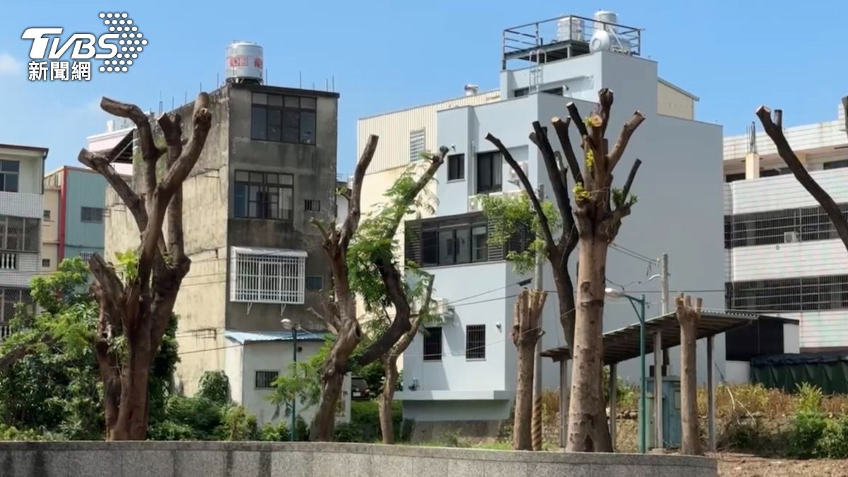 南投市成功公園黑板樹 修剪到斷頭