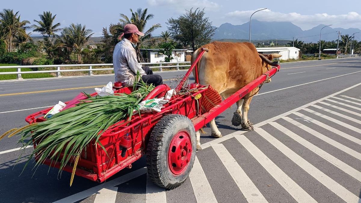 台東富岡最美風景!老農牽牛車「幫穿草鞋」 吸引5萬人狂讚