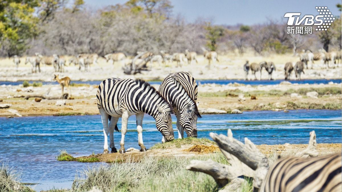 300頭斑馬也在納米比亞本次撲殺的範圍內。(示意圖/達志影像shutterstock)