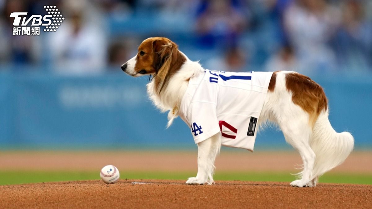 大谷翔平的愛犬Decoy。(圖/達志影像美聯社)