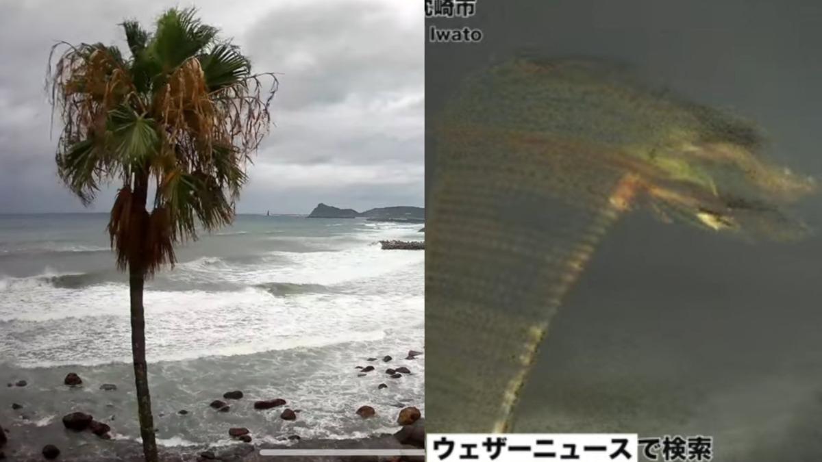 挺過4次颱風!日本「椰樹君」用生命力抗珊珊 上萬網友集氣