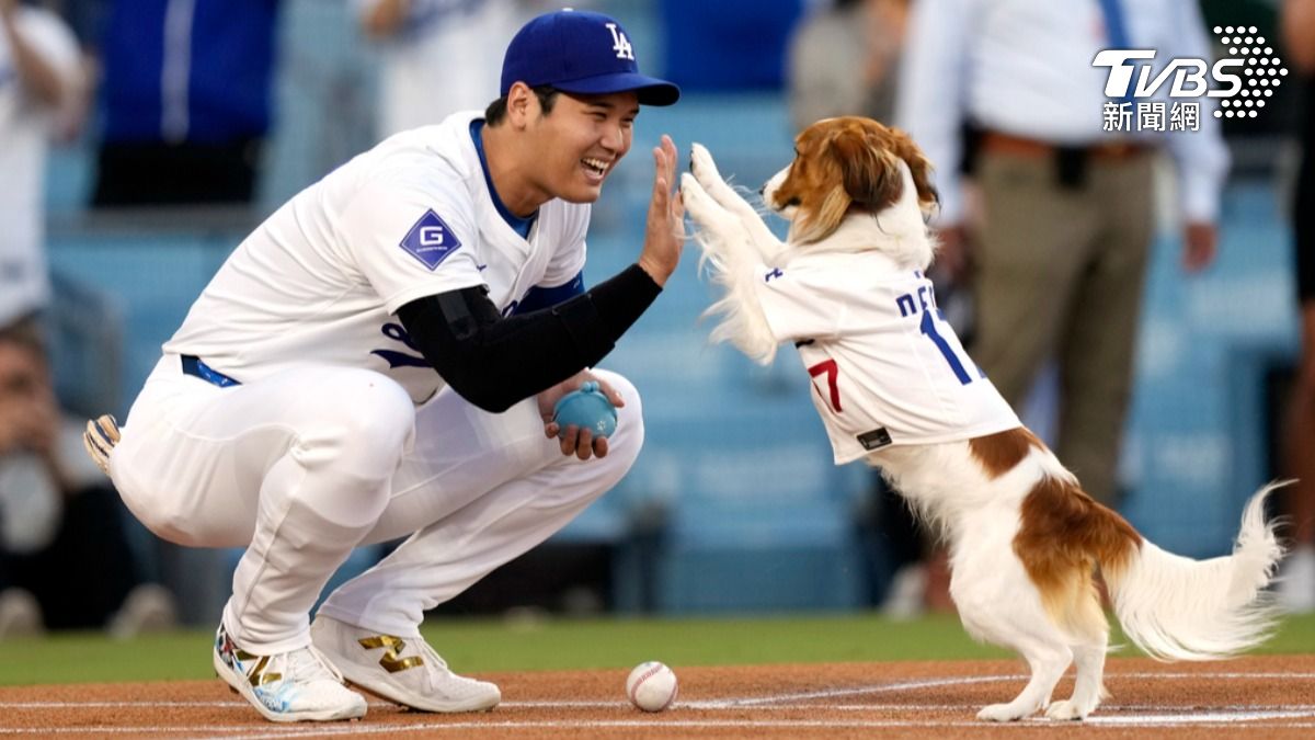 大谷與愛犬Decoy一同開球。(圖/達志影像美聯社)