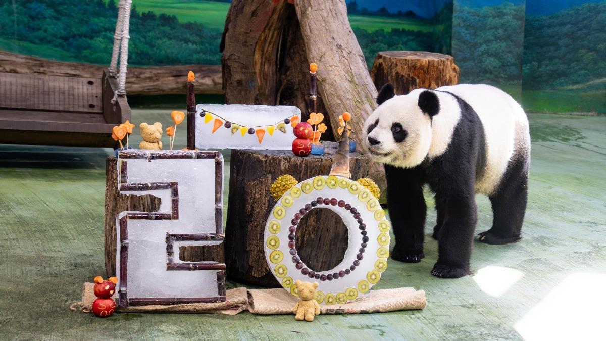 大貓熊圓圓今20歲生日快樂 動物園備水果冰塊蛋糕:掏心挖肺照顧
