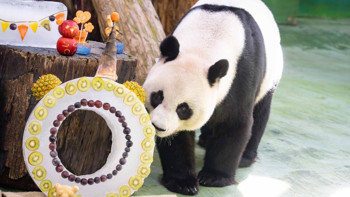 大貓熊「圓圓」品嘗動物園特製蛋糕。(圖/動物園提供)
