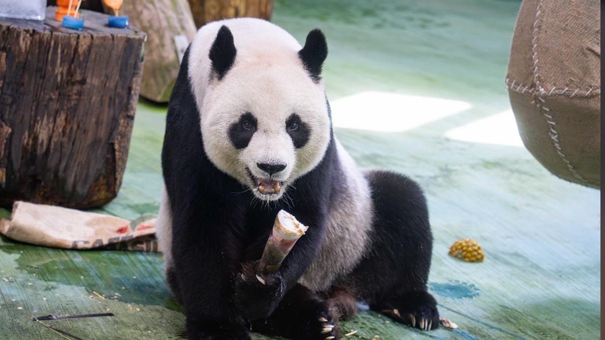 今年20歲的「圓圓」已經算是高齡大貓熊,動物園表示,中高齡動物照護是接下來的重要工作。(圖/動物園提供)