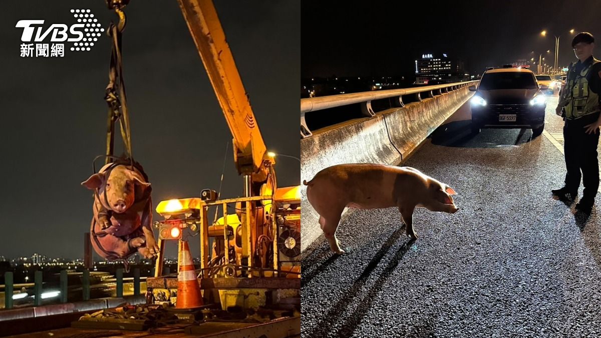 有片/台中胖豬不想死!送屠宰場路上跳車 逃亡亂竄仍難逃命運
