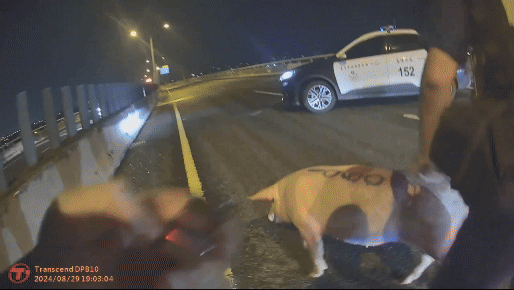 台74快速道路37.2K，突然有一隻百斤重的胖豬掉落。（圖／TVBS）