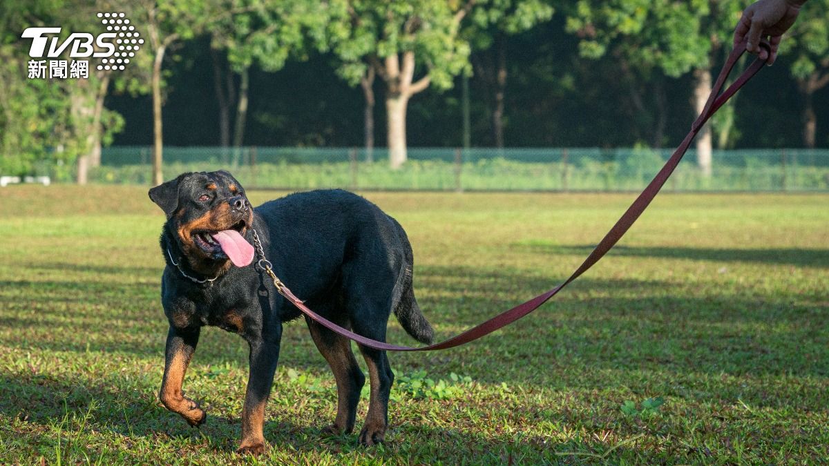 愛犬被咬!女飼主救援遭絆倒氣喘發作 他沒繫繩慘賠3萬