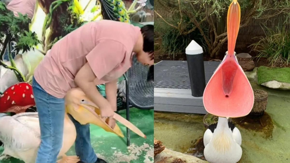 西安某間動物主題樂園內的某隻鵜鶘慣性會吞食園區內的小動物。（圖／翻攝自微博）