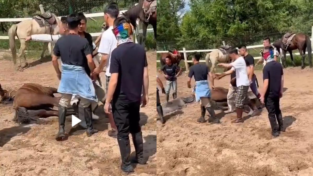 不聽領隊勸!陸遊客暴力騎馬致「炸肺」死亡 賠3萬元和解