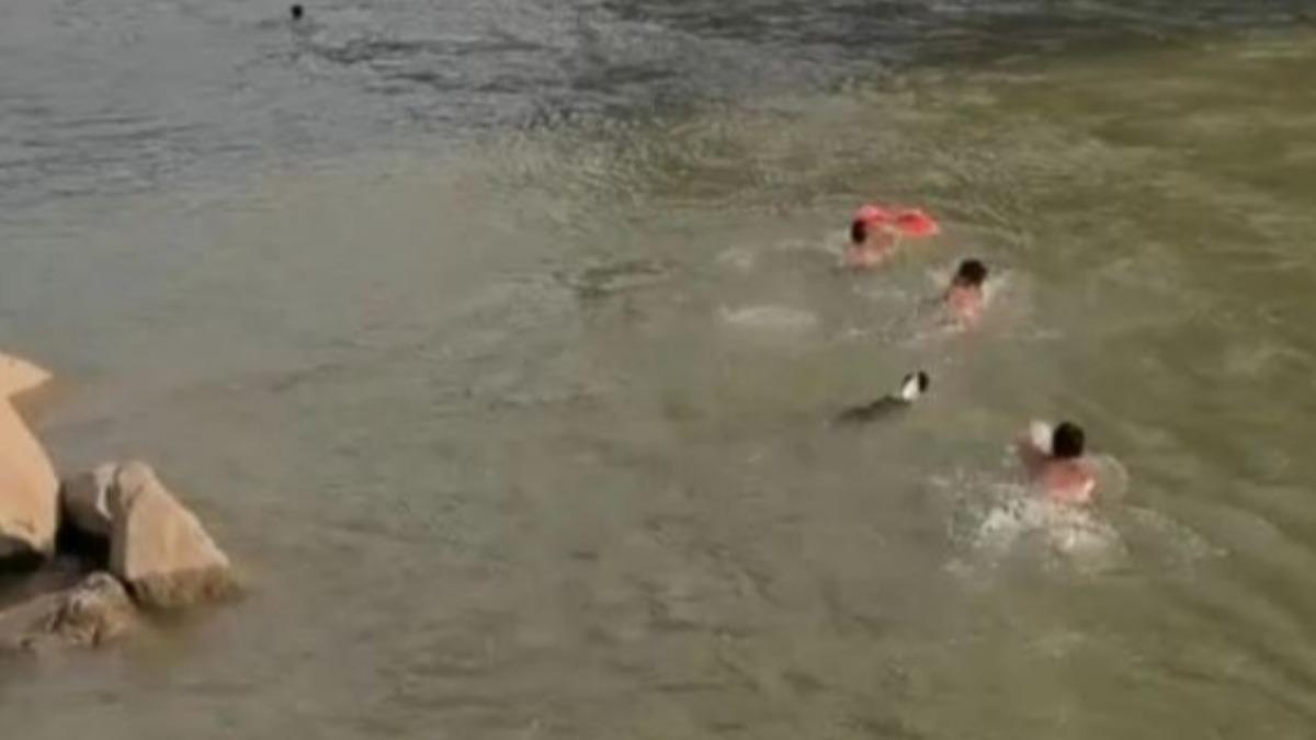 雞腿加一支！陸10歲男童溺水　「英雄狗狗」奮不顧身跳水幫救援