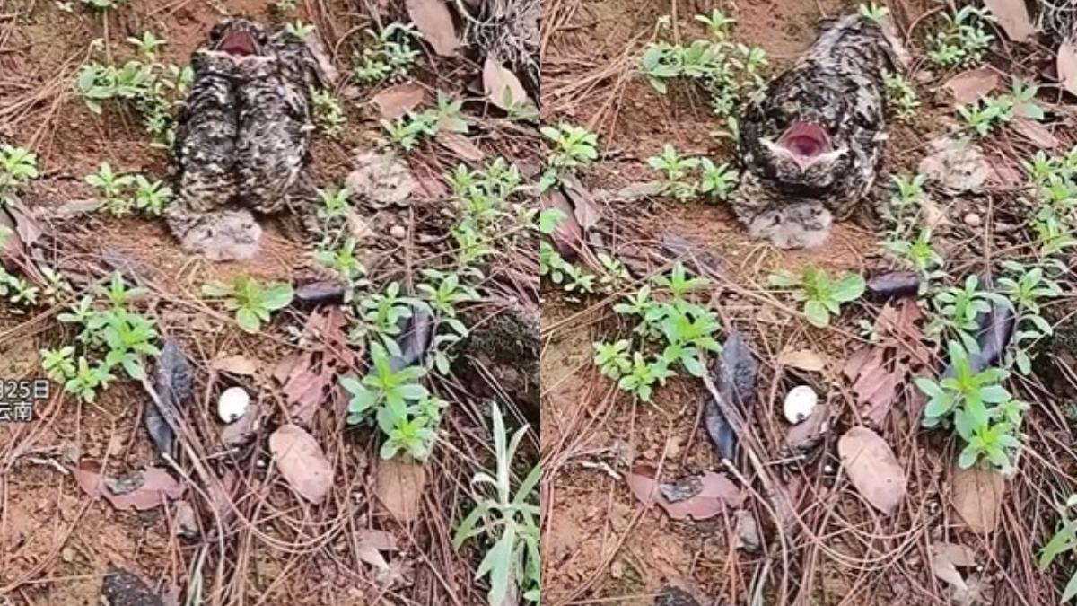 網友上山時撞見「怪蛇」。(圖/翻攝自@津門李哥 微博)