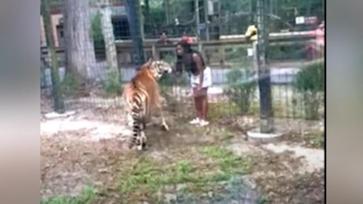 有片/當牠是病貓? 女遊客跳入動物園圍欄想摸老虎挨告