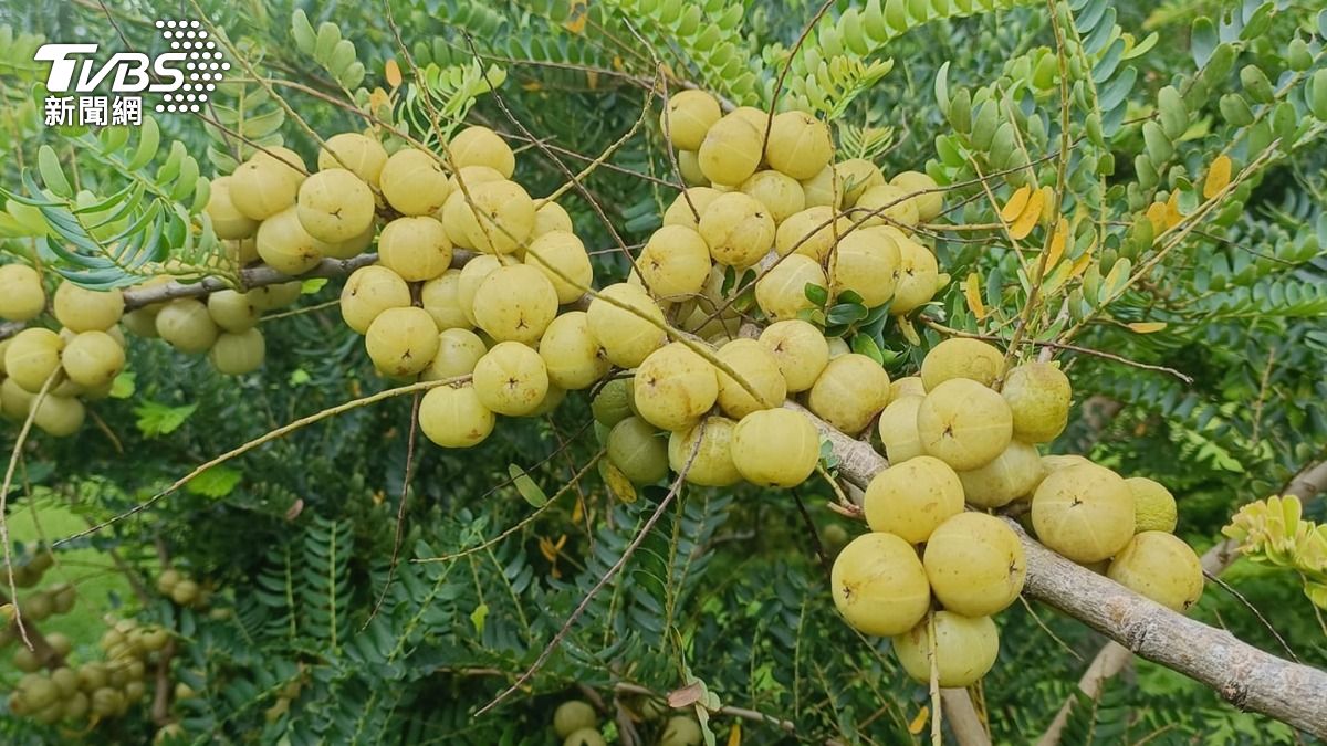 公館鄉成為油甘王國。(圖/家屬提供)