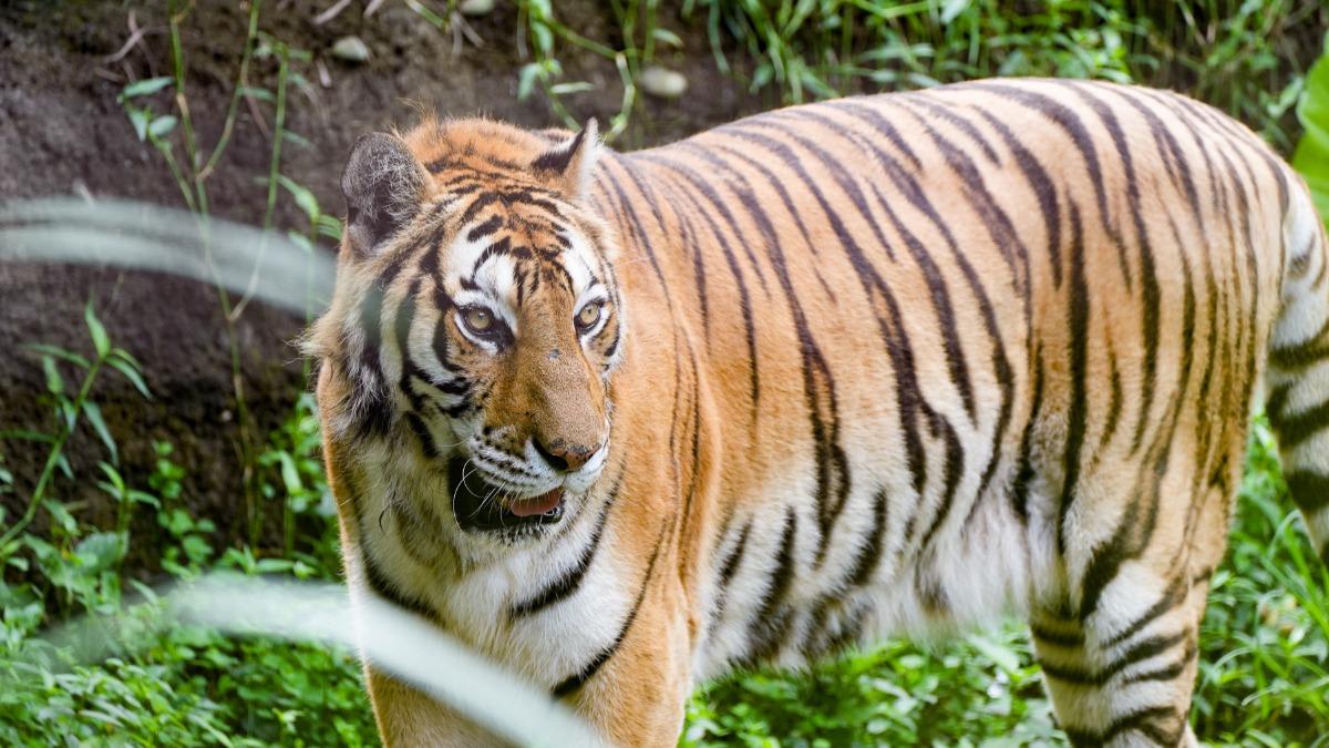 北市動物園心碎!3動物相繼離世 再無美洲野牛、孟加拉虎